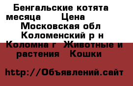 Бенгальские котята 4 месяца!!! › Цена ­ 15 000 - Московская обл., Коломенский р-н, Коломна г. Животные и растения » Кошки   